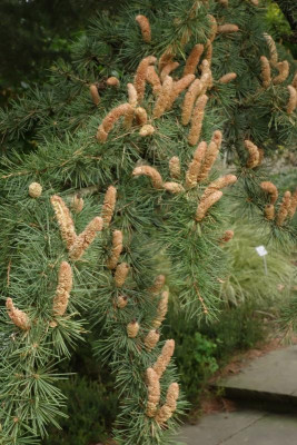 Berggarten.21-23-Libanonceder-Strocoma.jpg
