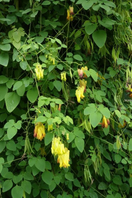 Berggarten.21-24-Dicentra_scandens.jpg