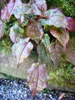 Epimedium_leptorrhizum.JPG