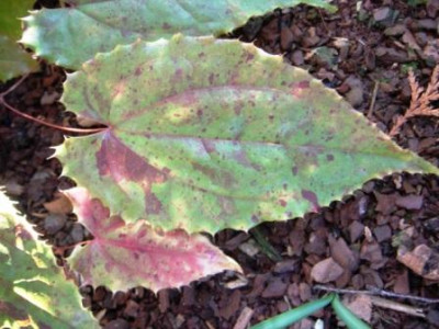 Epimedium_fargesii_1.JPG