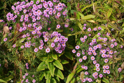 DSC09791.JPG