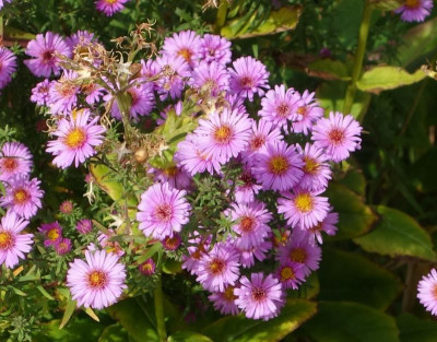 Aster-unbekannt.21-1.jpg