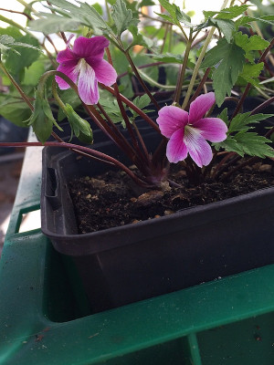 2021-10-11 Viola chaerophylloides Benizuru.JPG