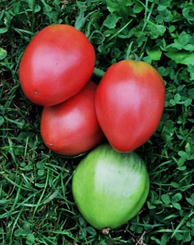 53_v_tomate_russkaja_krasaviza.jpg