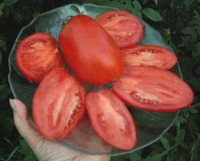 188_vv_tomate__lipezkij.jpg