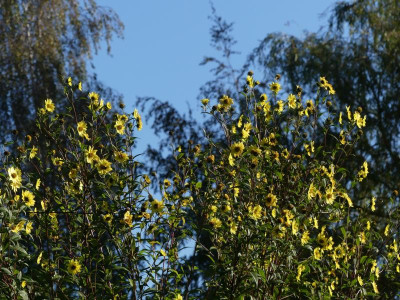 2021_1012MitteOktober0097.JPG