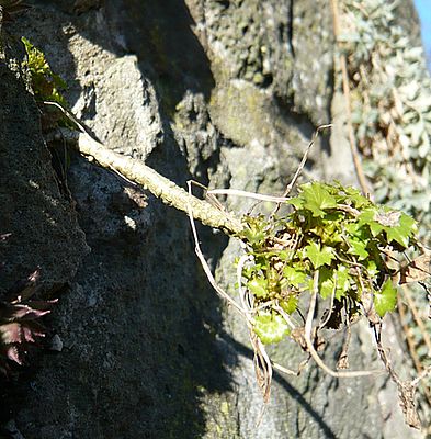 Glockenblume_fars_2008.jpg