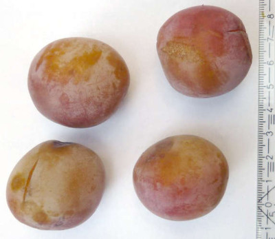 frucht.jpg