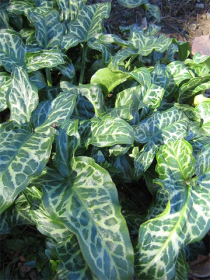 arum_italicum_9387.jpg