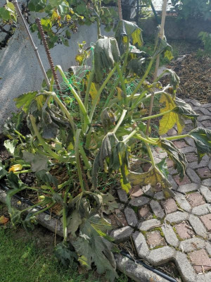 Zucchini_platt.jpg