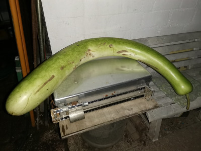 Zucchini lunghe 211013.jpg