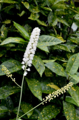Cimicifuga_simplex.21-1.jpg