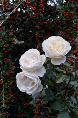 Rose-LionsRose.21-6.jpg