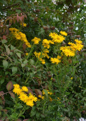Chrysopsis_speciosa.21-2.jpg