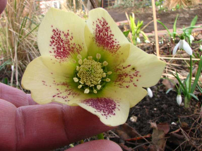 schmiemann2007gelb_innen.jpg