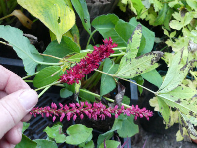 2021-10-13 Persicaria 'Vesuvius'.jpg