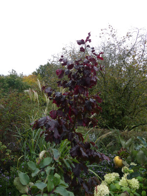 2021-10-14 Parrotia persica 'Felicie'.jpg