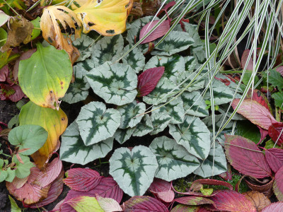 2021-10-14 Cyclamen 1.jpg