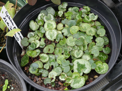 2021-10-14 Cyclamen purpurascens.jpg
