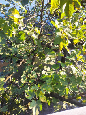 ponte_tresa_tree.png