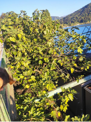 ponte_tresa_tree2.PNG