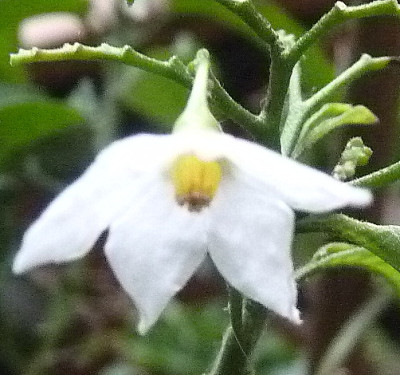 P1100764.JPG