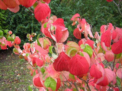 77Cornus_florida_CloudNine2.jpg