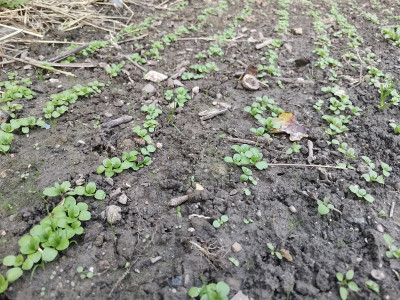 Feldsalat 20211014.jpg