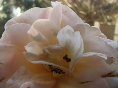 17.02.08_7881Camellia_hybr.Golden_Glow_k.JPG