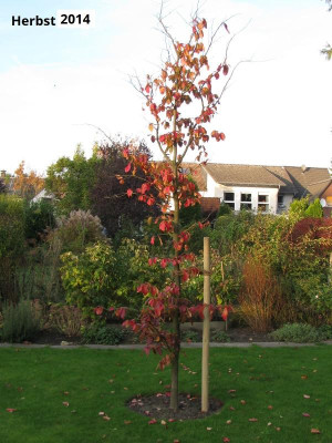 Oktober 2014 002.JPG