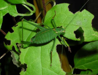 77Clematiseater.jpg