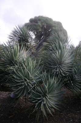 La_Palma_5408.jpg