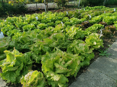 Salat 20211015.jpg
