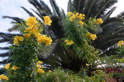 La_Palma_3608a.jpg