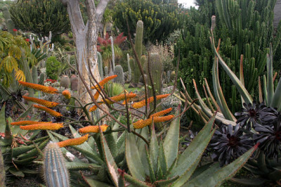 Palmex_II_0908.jpg
