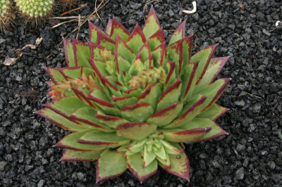 Palmex_II_2408.jpg