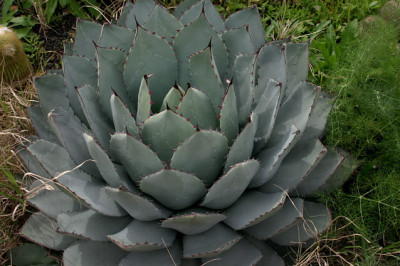 Palmex_II_3808.jpg