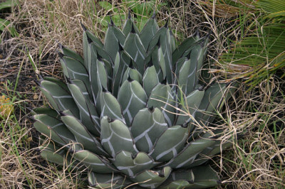 Palmex_II_3908.jpg