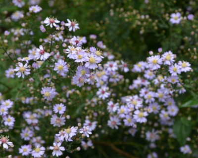 Aster_cordifolius-Ideal.20-2.jpg