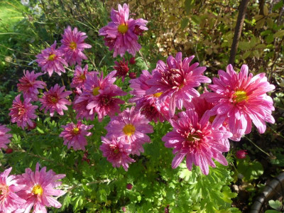 2021_1016MitteOktober10010.JPG