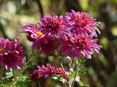 2021_1016MitteOktober10110.JPG