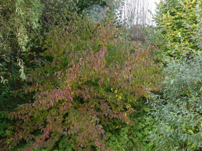 2021_1016MitteOktober10027.jpg