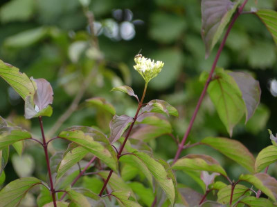 2021_1016MitteOktober10029.JPG