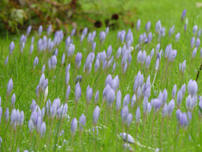 2021-10-16 Crocus speciosus 1.jpg