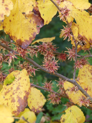 2021-10-16 Hamamelis virginiana 'Mohonk Red' 1.jpg