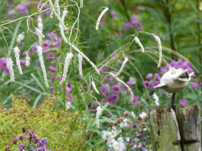 2021-10-16 Sanguisorba 'Korean Snow'.jpg