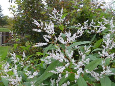 2021-10-16 Persicaria wallichii.jpg
