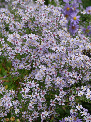 2021-10-16 Aster cordifolius 'Ideal'.jpg