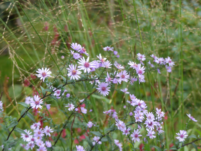 2021-10-16 Aster 'Nyx' 1.jpg