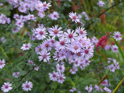 2021-10-16 Aster 'Nyx' 3.jpg